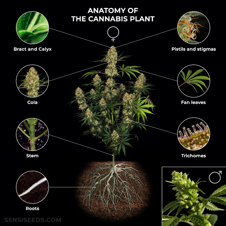 cannabis dark web