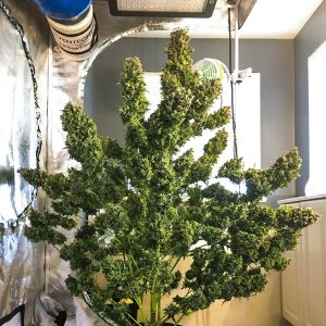buds express