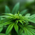 Cannabis Dark Web