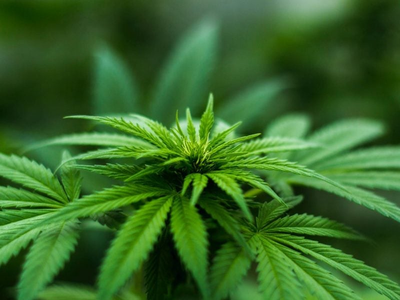 Cannabis Dark Web